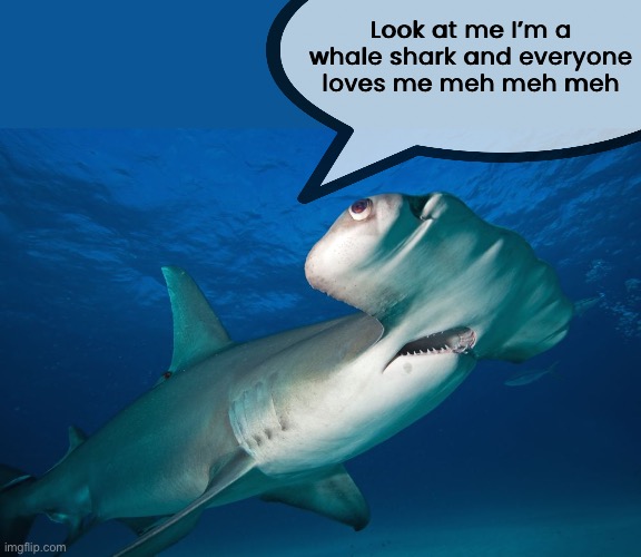Look at me I’m a whale shark and everyone loves me meh meh meh | made w/ Imgflip meme maker