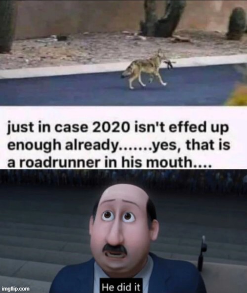 image tagged in 2020,coyote,wile e coyote,roadrunner,he did it,ain't no way | made w/ Imgflip meme maker