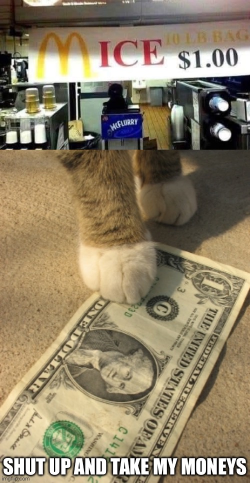 Money | SHUT UP AND TAKE MY MONEYS | image tagged in cat money,shut up and take my money,mice,mcdonald's | made w/ Imgflip meme maker