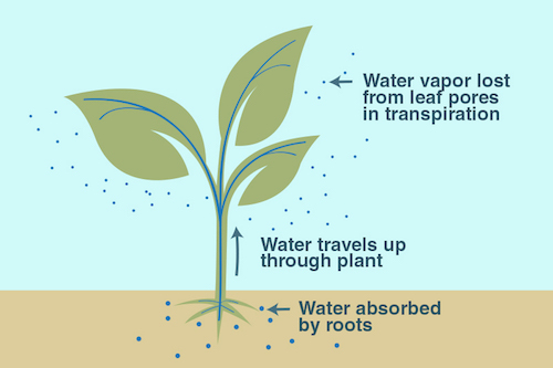 High Quality Transpiration Blank Meme Template