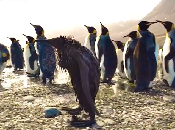 bad day penguin Blank Meme Template