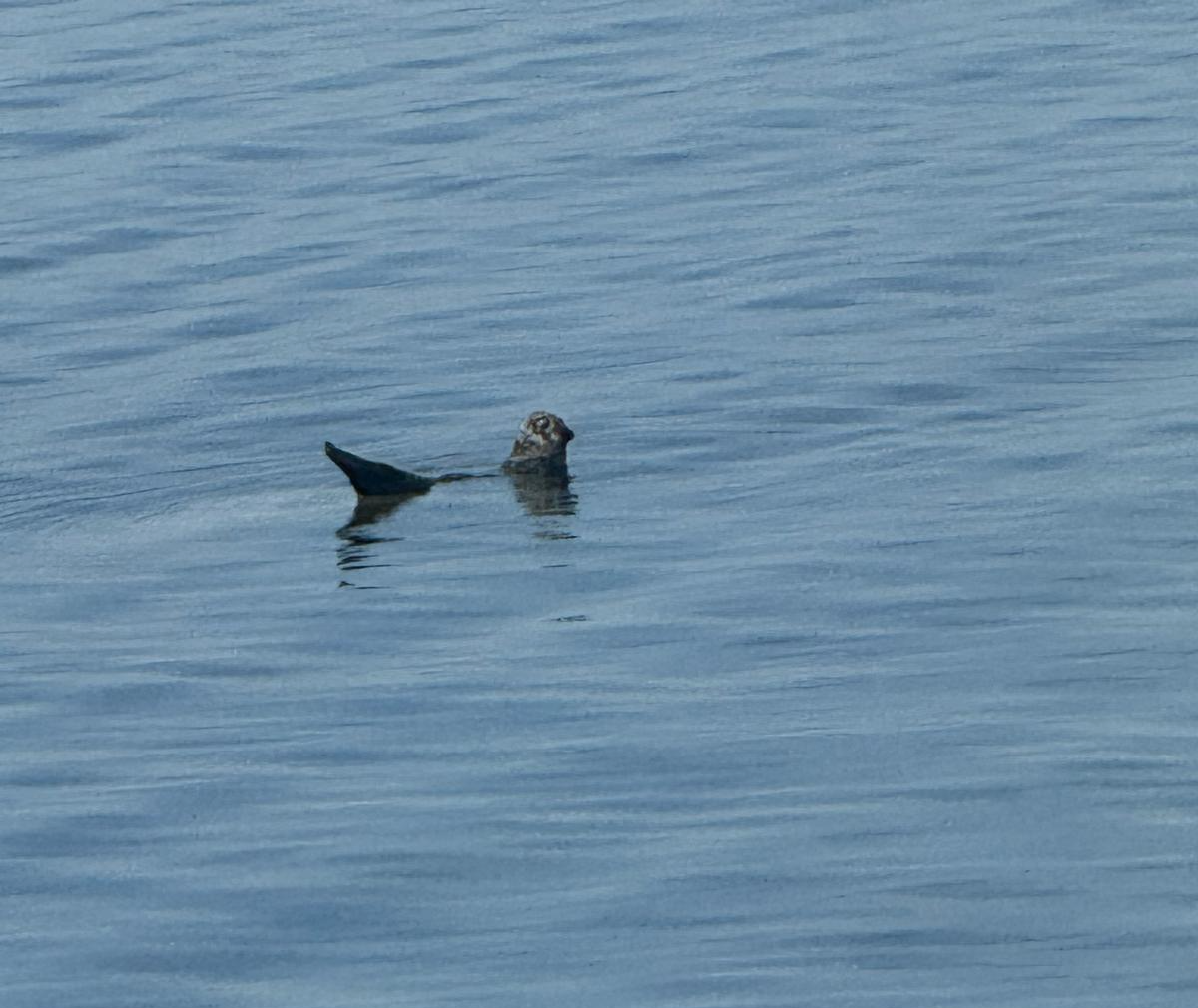 Seal chilling Blank Meme Template