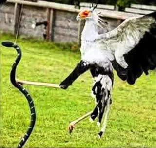 bird catching snake Blank Meme Template