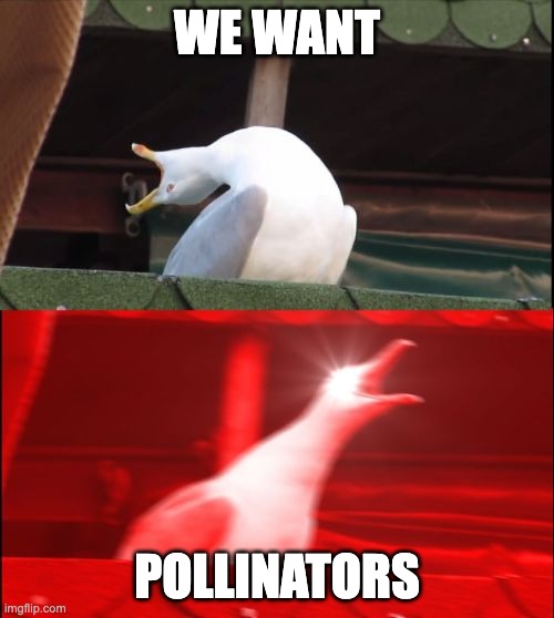 We want pollinators | WE WANT; POLLINATORS | image tagged in screaming seagull | made w/ Imgflip meme maker