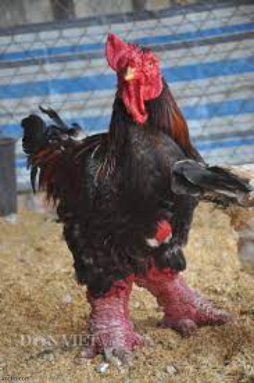 cock n thigh pic | made w/ Imgflip meme maker