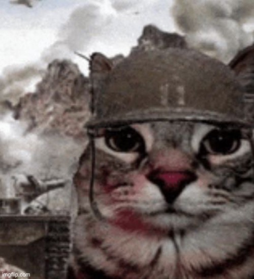 Thousand yard stare cat | image tagged in thousand yard stare cat | made w/ Imgflip meme maker