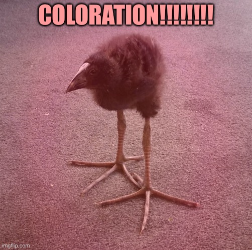 COLORATION!!!!!!!! | made w/ Imgflip meme maker