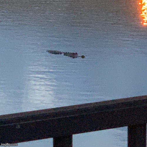 gator | made w/ Imgflip meme maker