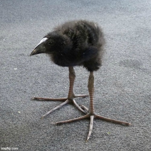 haha i love this guy | image tagged in oswald | made w/ Imgflip meme maker