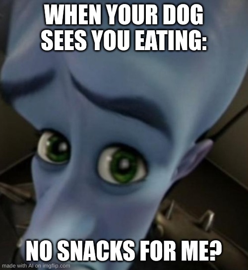 Megamind no bitches | WHEN YOUR DOG SEES YOU EATING:; NO SNACKS FOR ME? | image tagged in megamind no bitches | made w/ Imgflip meme maker