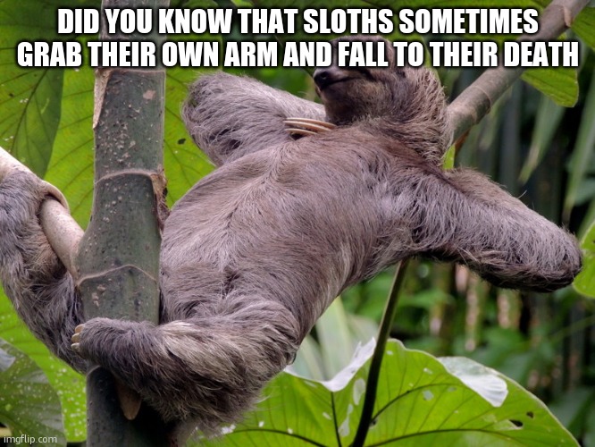 oh look a tick,grab kaput | DID YOU KNOW THAT SLOTHS SOMETIMES GRAB THEIR OWN ARM AND FALL TO THEIR DEATH | image tagged in lazy sloth | made w/ Imgflip meme maker