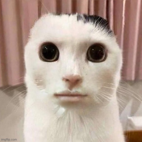 Silly | image tagged in my honest reaction | made w/ Imgflip meme maker