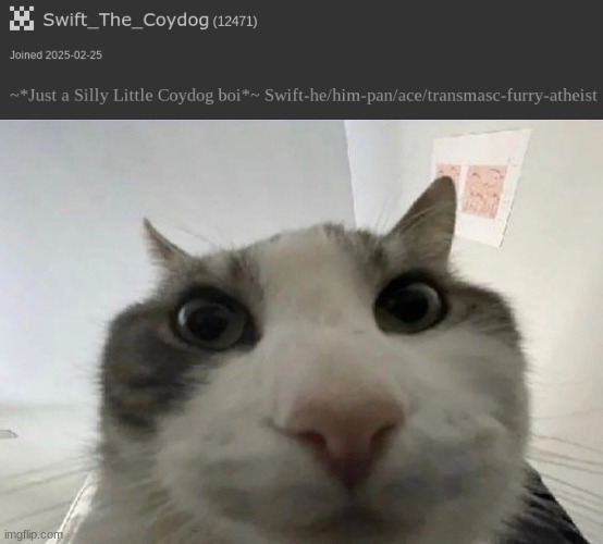 image tagged in cat looking inside | made w/ Imgflip meme maker