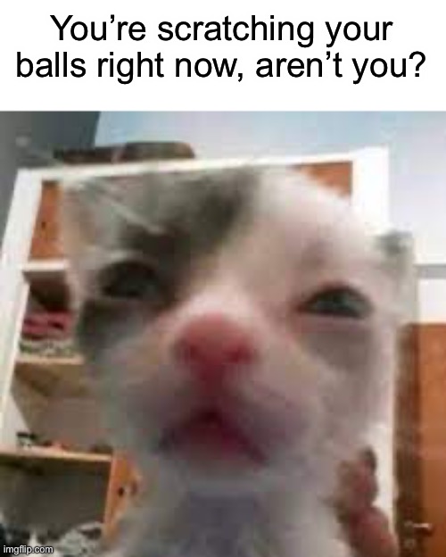 Cat lightskin stare | You’re scratching your balls right now, aren’t you? | image tagged in cat lightskin stare | made w/ Imgflip meme maker