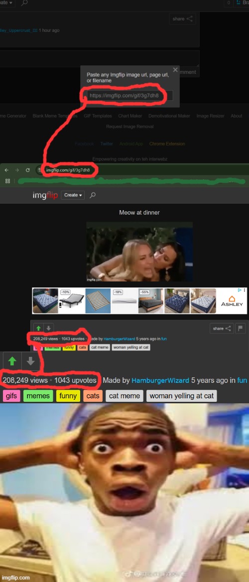 "There's a meme with over a 5th of a MILLION views on imgflip?!" Yes, in fact here's another one: https://imgflip.com/gif/6lmf2h | image tagged in gifs,memes,funny,cats,cat meme,woman yelling at cat | made w/ Imgflip meme maker