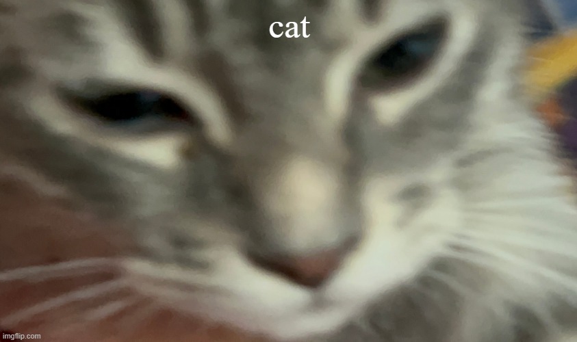 cat | cat | image tagged in cat | made w/ Imgflip meme maker