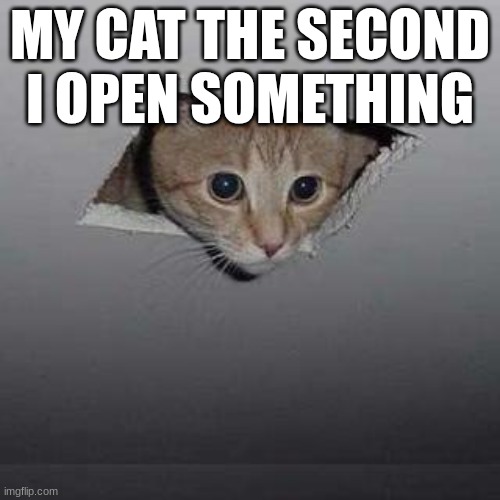 Ceiling Cat Meme | MY CAT THE SECOND I OPEN SOMETHING | image tagged in memes,ceiling cat | made w/ Imgflip meme maker