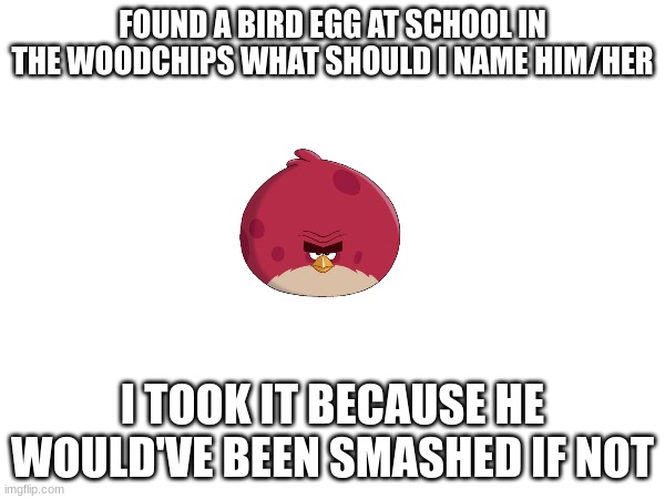 one boy name and one girl name I will pick | FOUND A BIRD EGG AT SCHOOL IN THE WOODCHIPS WHAT SHOULD I NAME HIM/HER; I TOOK IT BECAUSE HE WOULD'VE BEEN SMASHED IF NOT | image tagged in birds,school | made w/ Imgflip meme maker