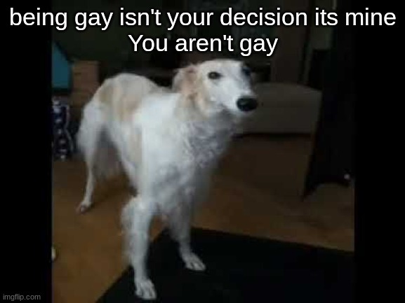 ​ | being gay isn't your decision its mine
You aren't gay | image tagged in low quality borzoi dog | made w/ Imgflip meme maker