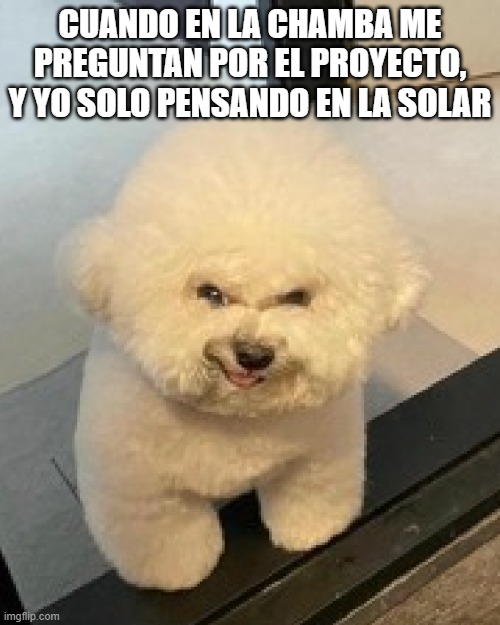 chamba | CUANDO EN LA CHAMBA ME PREGUNTAN POR EL PROYECTO, Y YO SOLO PENSANDO EN LA SOLAR | image tagged in festival | made w/ Imgflip meme maker
