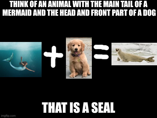 sorry I was bored again | THINK OF AN ANIMAL WITH THE MAIN TAIL OF A 
MERMAID AND THE HEAD AND FRONT PART OF A DOG; THAT IS A SEAL | image tagged in mermaid,dog,seal | made w/ Imgflip meme maker