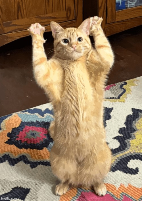 Cat Hands Up | image tagged in cat hands up | made w/ Imgflip meme maker