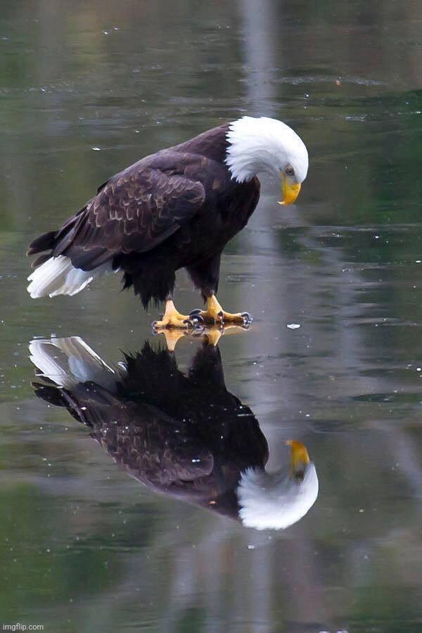 Existential Crisis Eagle | image tagged in existential crisis eagle | made w/ Imgflip meme maker