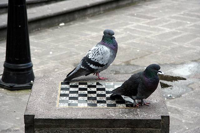 They're pIaying chess! who do you think is gonna win? | image tagged in pigeon chess | made w/ Imgflip meme maker
