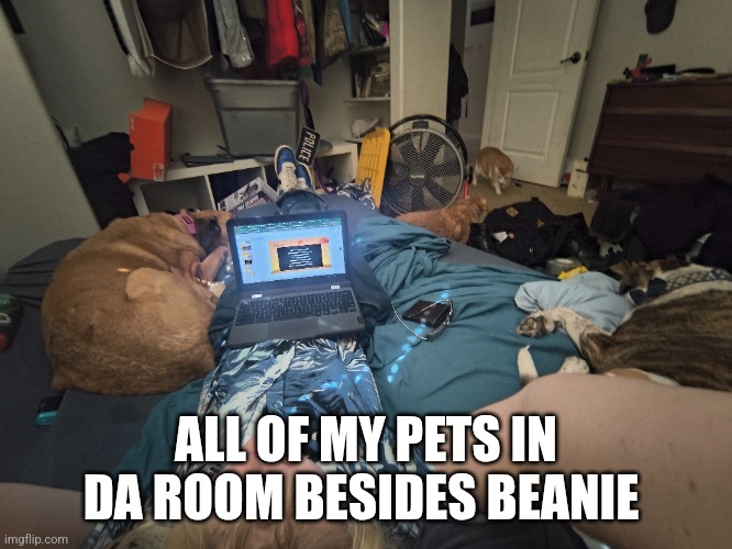 ALL OF MY PETS IN DA ROOM BESIDES BEANIE | made w/ Imgflip meme maker