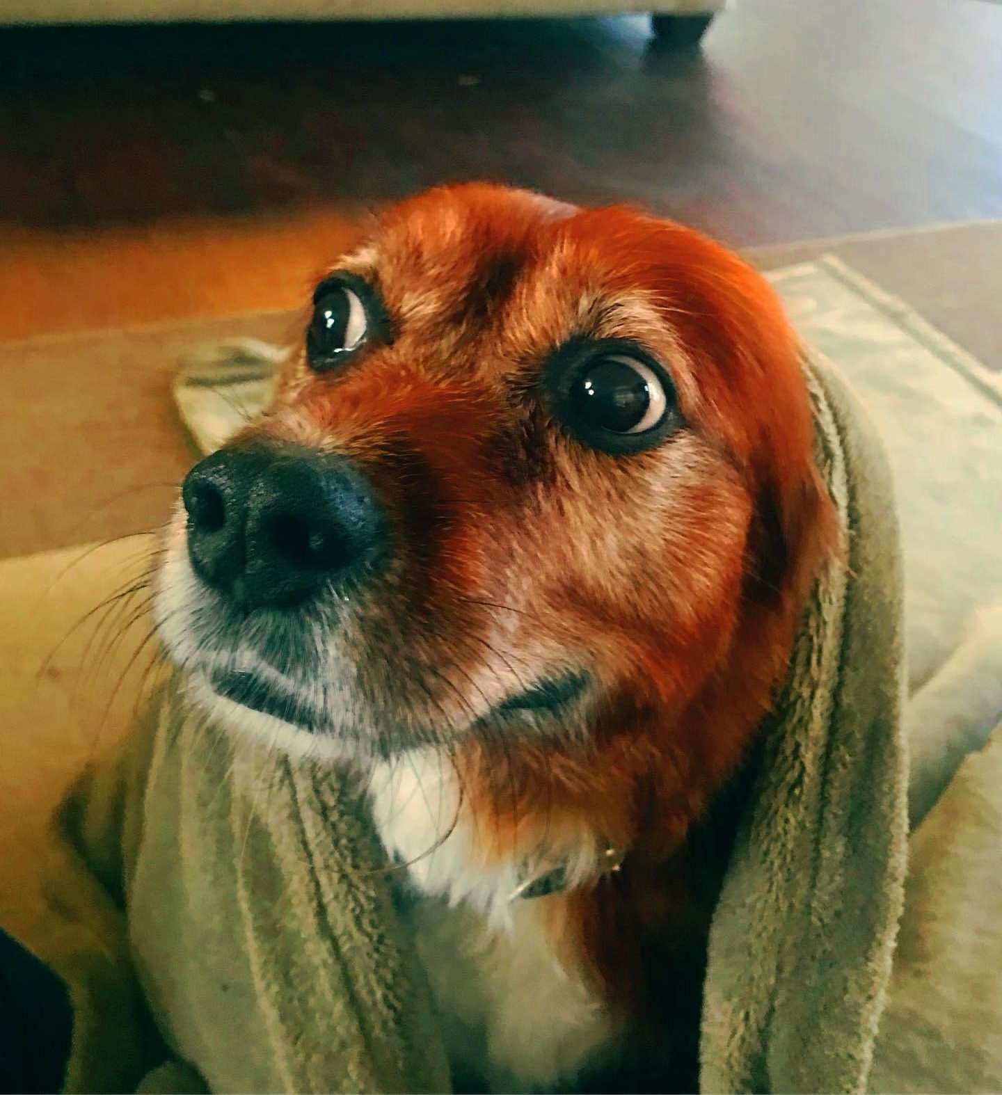 Dog icon Blank Meme Template