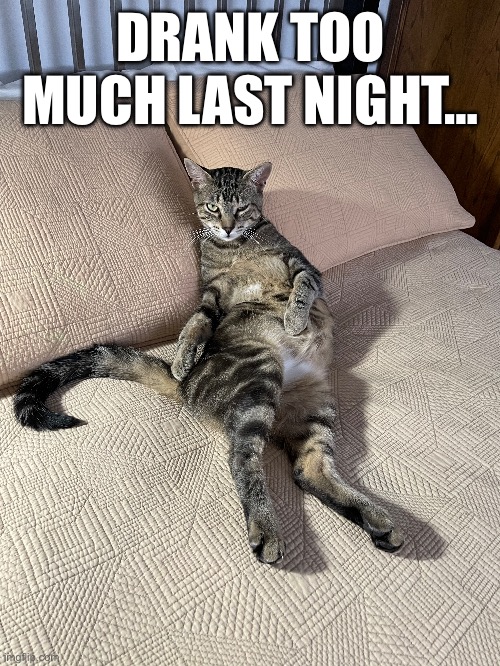 Drank Too Much Last Night… | DRANK TOO MUCH LAST NIGHT… | image tagged in fun,memes,funny memes,relatable,funny cats,cats | made w/ Imgflip meme maker