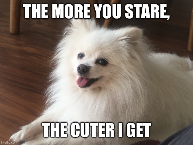 The More You Stare, The Cuter I Get | THE MORE YOU STARE, THE CUTER I GET | image tagged in fun,memes,cute dog,dogs | made w/ Imgflip meme maker