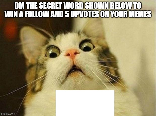 1st to win gets a follow and 5 upvotes | DM THE SECRET WORD SHOWN BELOW TO WIN A FOLLOW AND 5 UPVOTES ON YOUR MEMES; UPVOTE | image tagged in memes,scared cat,wf,vegtr4ruhfr | made w/ Imgflip meme maker