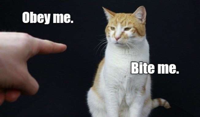 Bite Me | image tagged in cats,funny cat memes,bite me,obey,cattitude,attitude | made w/ Imgflip meme maker