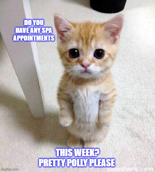 Do you have any Spa appointments this week? Pretty Polly Please | DO YOU HAVE ANY SPA  APPOINTMENTS; THIS WEEK? PRETTY POLLY PLEASE | image tagged in memes,cute cat | made w/ Imgflip meme maker