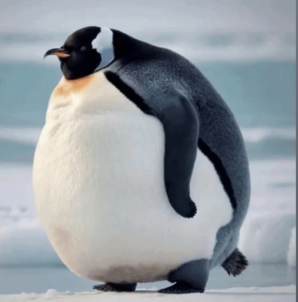 i just swallowed a bowling ball Blank Meme Template