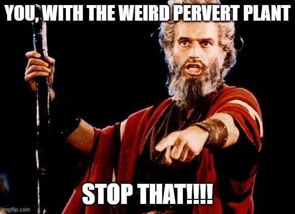 stop that | YOU, WITH THE WEIRD PERVERT PLANT; STOP THAT!!!! | image tagged in angry old moses | made w/ Imgflip meme maker