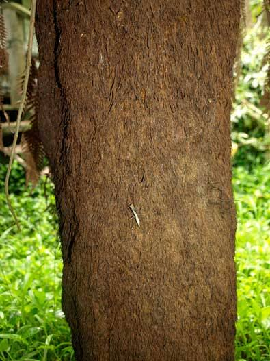 ponga tree trunk Blank Meme Template