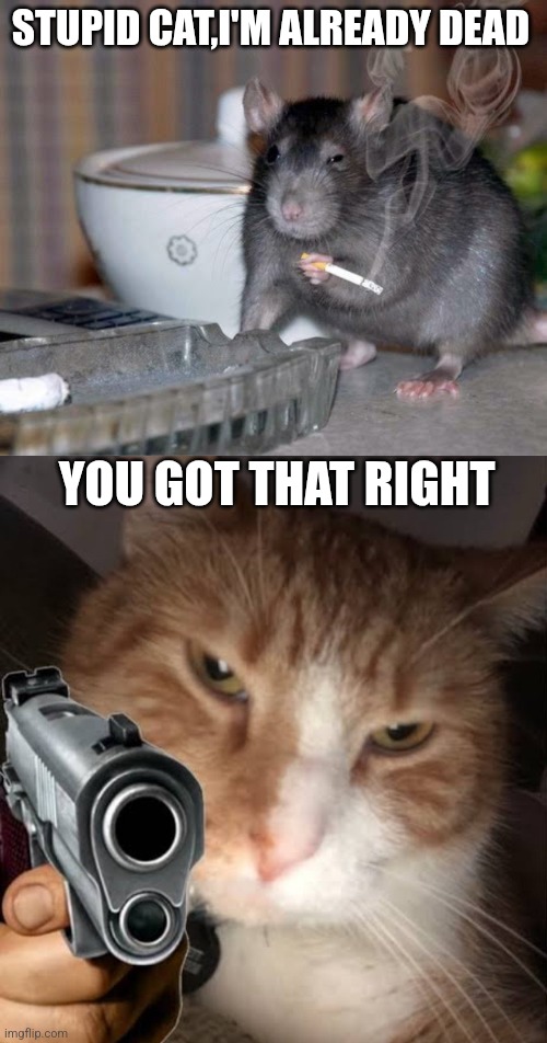 STUPID CAT,I'M ALREADY DEAD; YOU GOT THAT RIGHT | image tagged in smoking rat,cat with gun | made w/ Imgflip meme maker