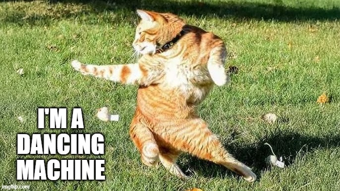 My cat thinks he's a dancing machine. - funny - | I'M A DANCING MACHINE | image tagged in cats,funny,kitten,dancing,humor | made w/ Imgflip meme maker