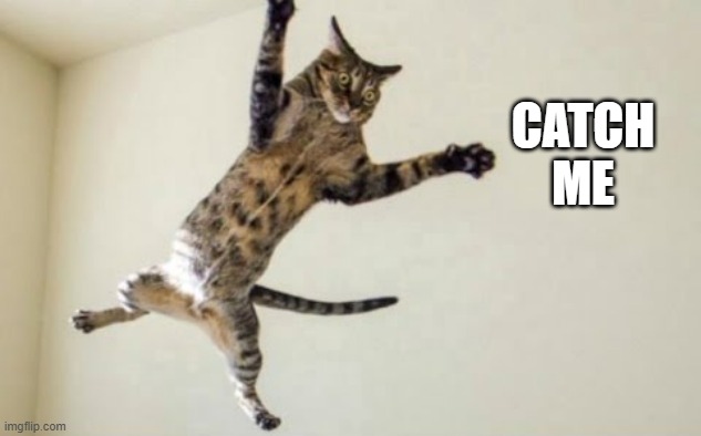 My cat wants me to catch her.  - funny - | CATCH ME | image tagged in cats,funny,kitten,humor,catch | made w/ Imgflip meme maker