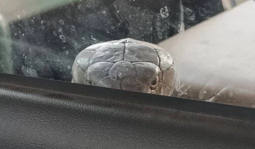 Angry snake Blank Meme Template