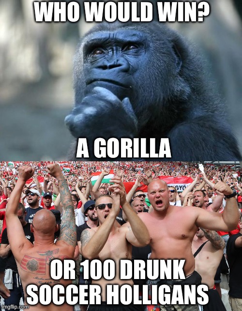 Who would wi? A gorilla or 100… | WHO WOULD WIN? A GORILLA; OR 100 DRUNK SOCCER HOLLIGANS | image tagged in deep thoughts,hungarian football suporters hooligans soccer magyar szurkol,who would win,gorilla,drunk soccer hooligans | made w/ Imgflip meme maker