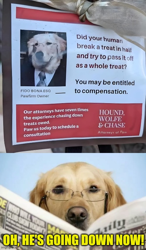 Labrador Lawsuit | OH, HE'S GOING DOWN NOW! | image tagged in dog reading newspaper 5,dog,lawyer dog,bad,human,lawsuit | made w/ Imgflip meme maker