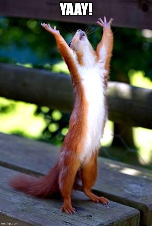 Yay Squirrel | YAAY! | image tagged in squirrel hands raised | made w/ Imgflip meme maker