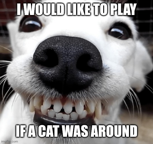 Smiling Dog | I WOULD LIKE TO PLAY IF A CAT WAS AROUND | image tagged in smiling dog | made w/ Imgflip meme maker
