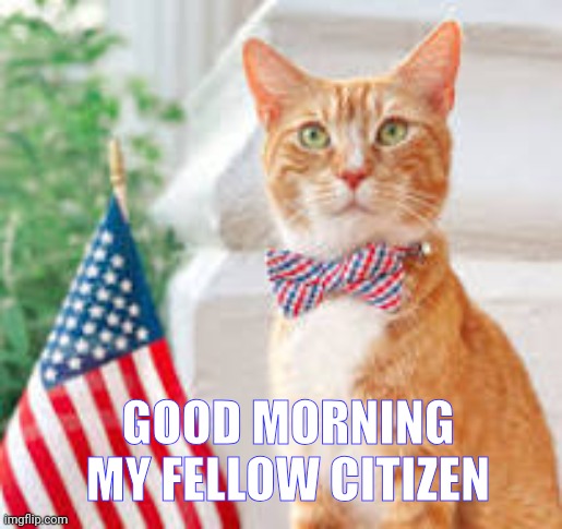 How is everyone doing | GOOD MORNING MY FELLOW CITIZEN | image tagged in american cat | made w/ Imgflip meme maker
