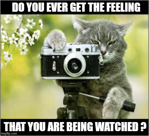 Surveillance Commences ! | DO YOU EVER GET THE FEELING; THAT YOU ARE BEING WATCHED ? | image tagged in cats,surveillance,being watched | made w/ Imgflip meme maker