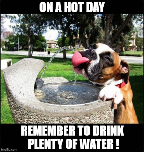 This Boxer Dispences Good Advice ! | ON A HOT DAY; REMEMBER TO DRINK
 PLENTY OF WATER ! | image tagged in dogs,water,hydration | made w/ Imgflip meme maker