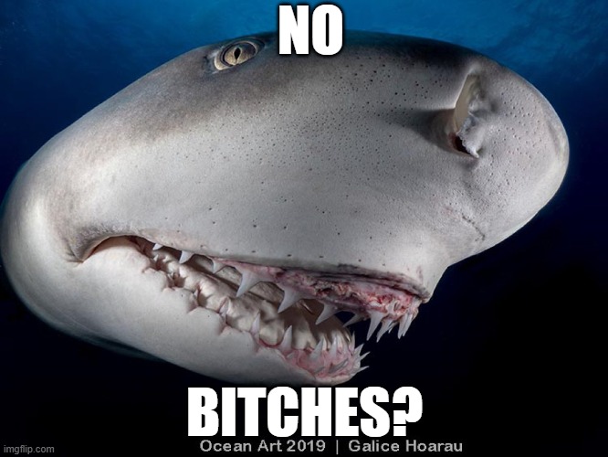 Shark meme No.1 | NO; BITCHES? | image tagged in shark | made w/ Imgflip meme maker